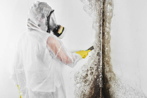 Best HVAC Mold Remediation in Milwaukee, WI