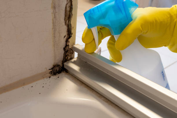 Best Black Mold Remediation in Milwaukee, WI