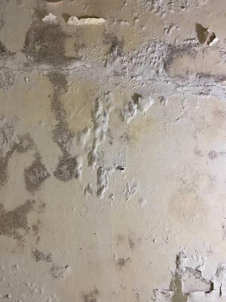 Best Industrial Mold Remediation in Milwaukee, WI