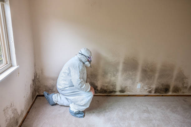 Best HVAC Mold Remediation in Milwaukee, WI