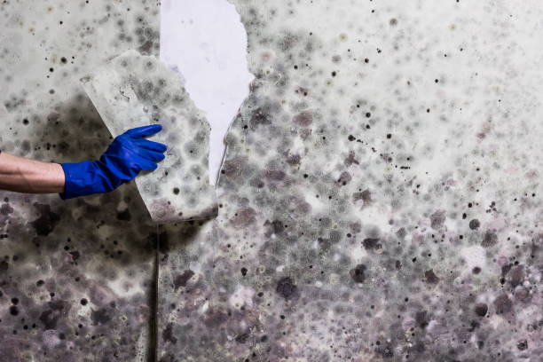 Best Bathroom Mold Remediation in Milwaukee, WI